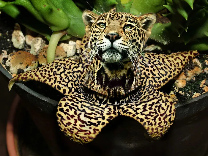 Photoshop Artists Combine Animals And Plants Into One Interesting Object