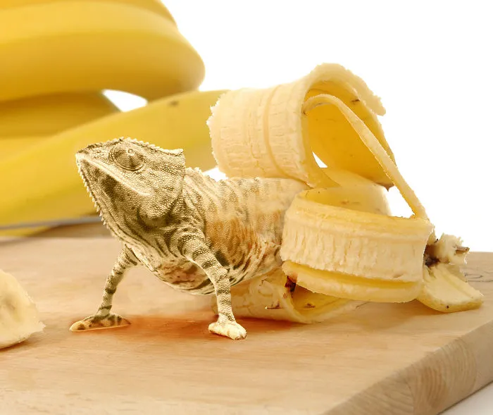 Photoshop Artists Combine Animals And Plants Into One Interesting Object