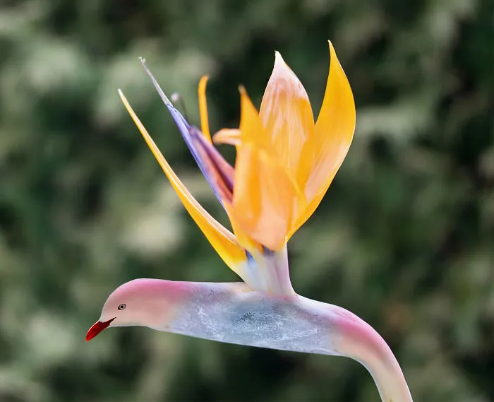 Photoshop Artists Combine Animals And Plants Into One Interesting Object