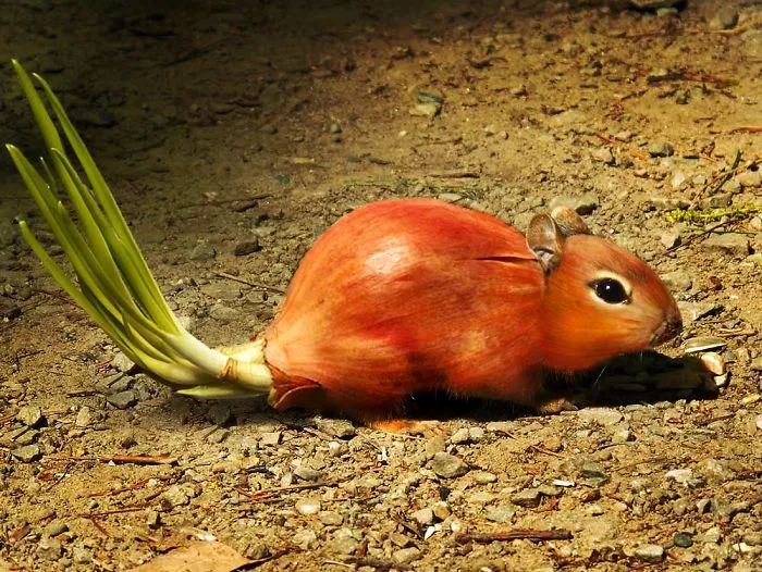 Photoshop Artists Combine Animals And Plants Into One Interesting Object