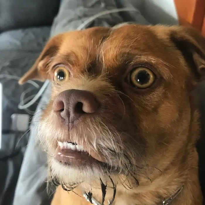 It Wasn’t Me! I Did Not Eat Dirt In The Backyard!