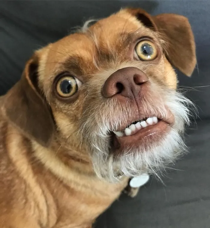 But If You're At Work Who Will Give Me Treats