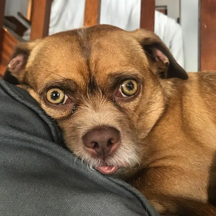 Working On His Puppy Dog Eyes Paired With A Lip Pout. Not Sure If It’s Cute Or Alarming