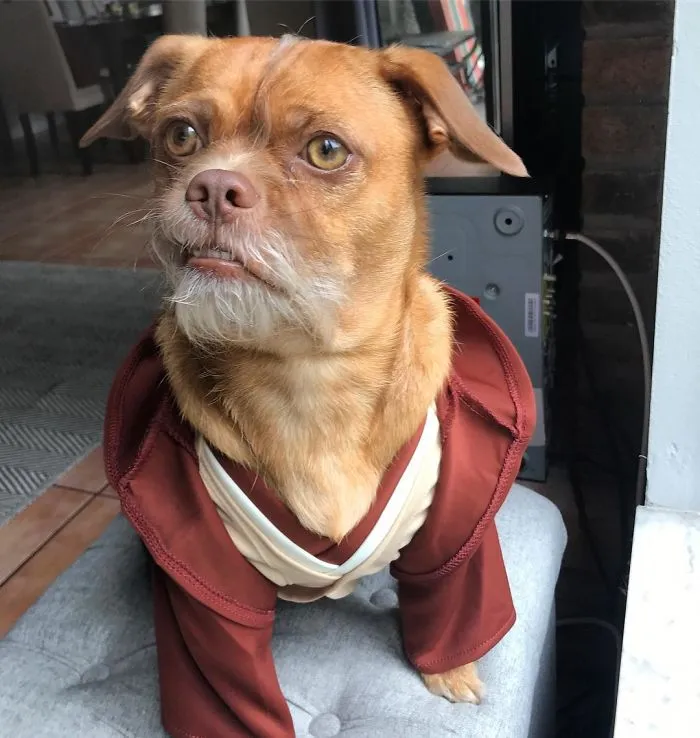 I Am The Last Jedi