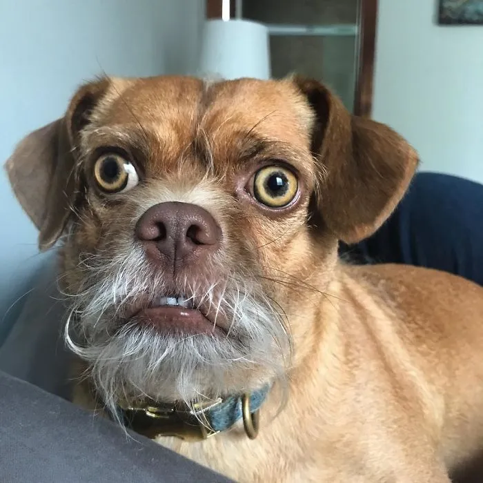 If A Bird Lands In My Yard And I Didn’t Bark At It, Did It Really Land In My Yard