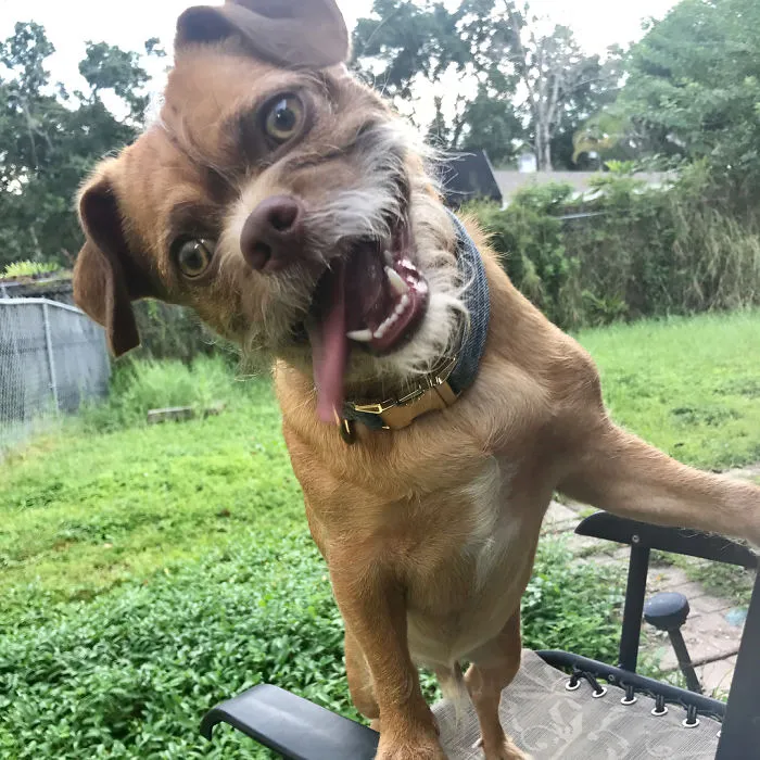 The Search Is Over! We Found The Right Guy To Be Ed In The Live Action Lion King!