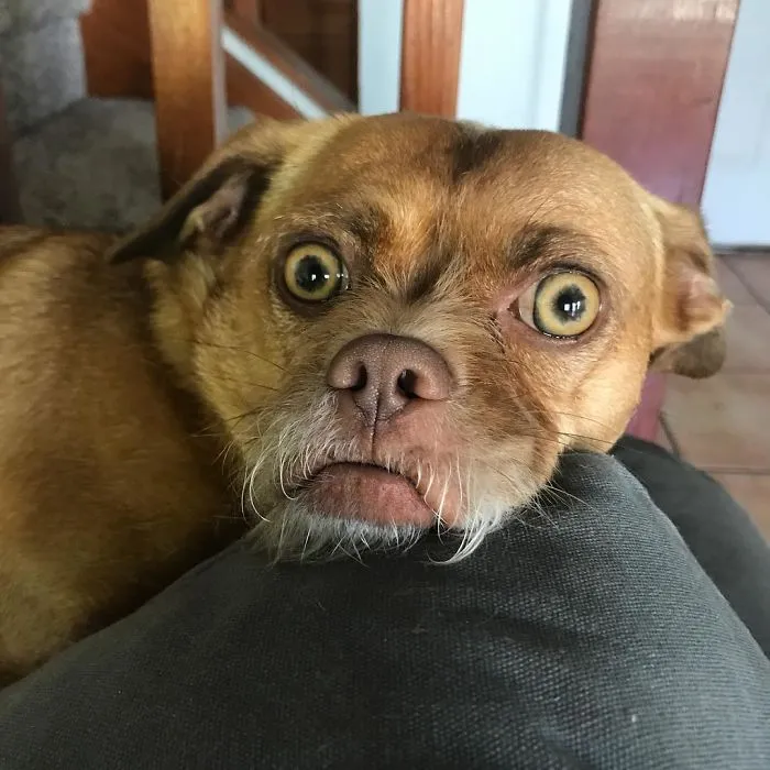 Bacon Just Farted Himself Awake