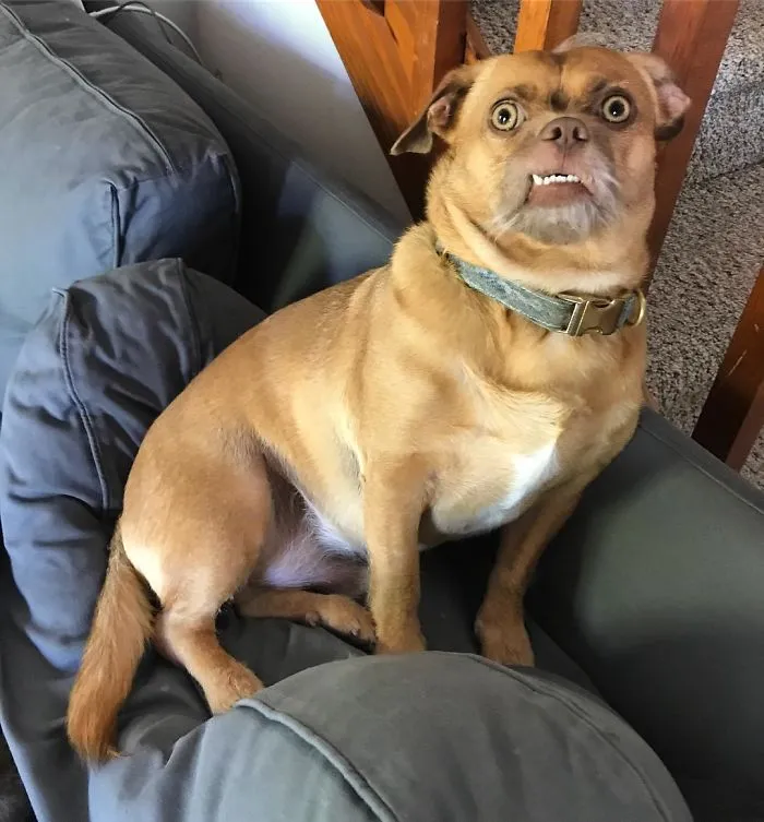 Have You Ever Heard Of A Couch Bacon?