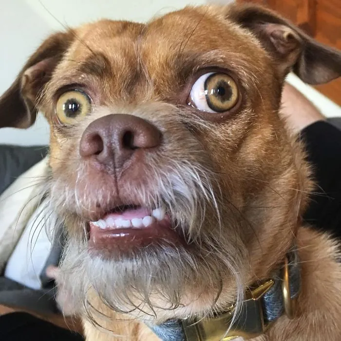 When The Automatic Toilet Flushes Before You’re Done With Your Business