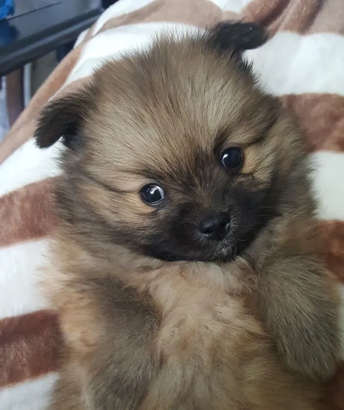 Meet Picaso! The Dog Who Likes To Lie On His Back