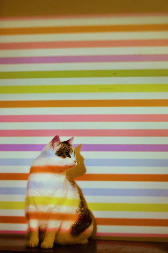 Here Are My Two Favorite Models - My Cats (30 Pics)