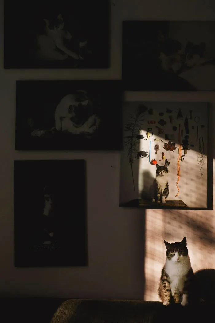 Les presento a mis dos modelos favoritos: mis gatos (30 fotos)