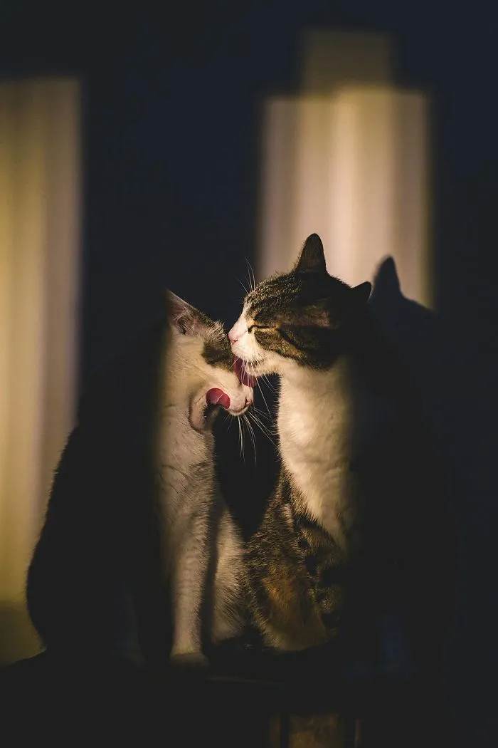 Here Are My Two Favorite Models - My Cats (30 Pics)