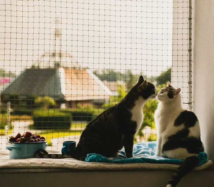 Les presento a mis dos modelos favoritos: mis gatos (30 fotos)