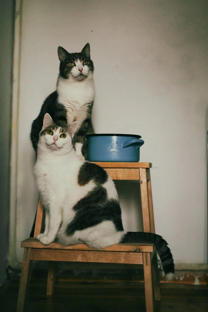 Les presento a mis dos modelos favoritos: mis gatos (30 fotos)