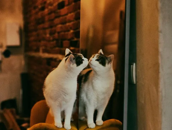 My Private Cats' Models!