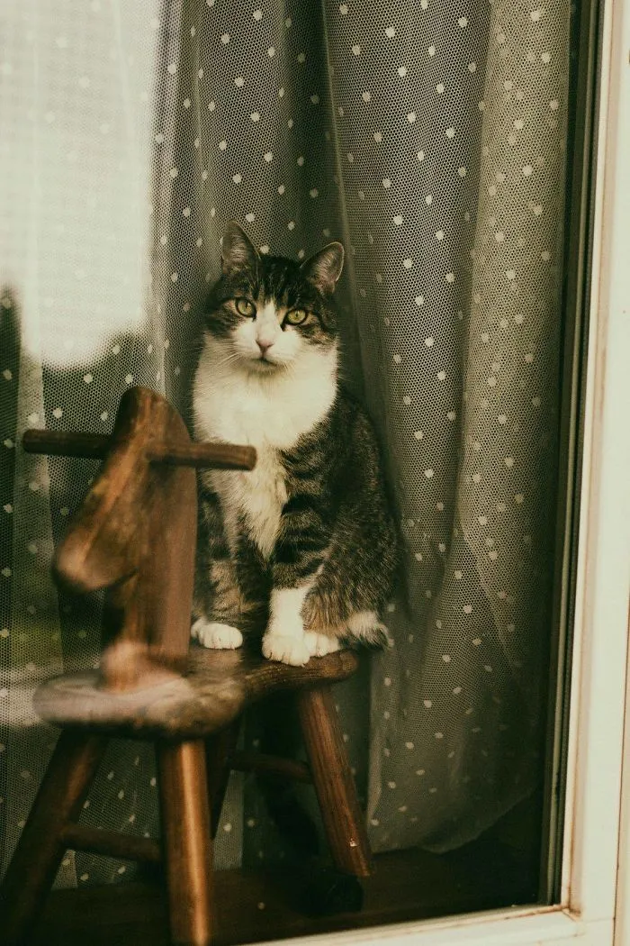 Here Are My Two Favorite Models - My Cats (30 Pics)