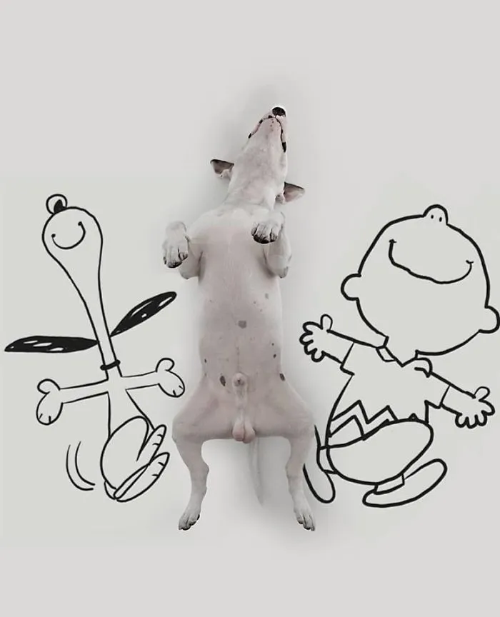 Su mujer se lo llevó todo excepto su perro, y continúa haciéndole divertidas fotos (nuevas imágenes)