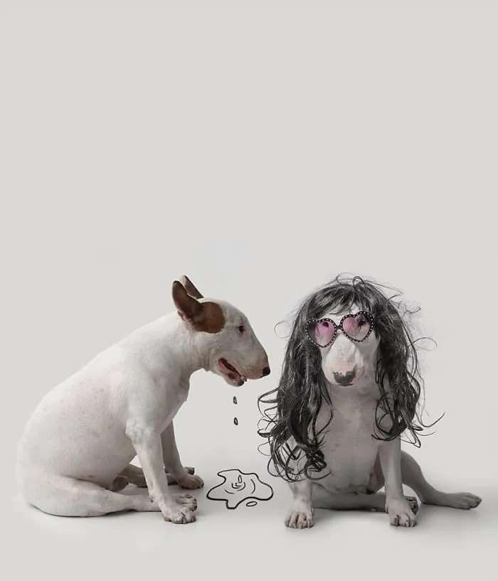 Su mujer se lo llevó todo excepto su perro, y continúa haciéndole divertidas fotos (nuevas imágenes)