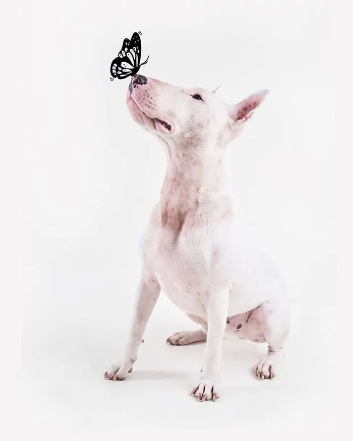 Su mujer se lo llevó todo excepto su perro, y continúa haciéndole divertidas fotos (nuevas imágenes)