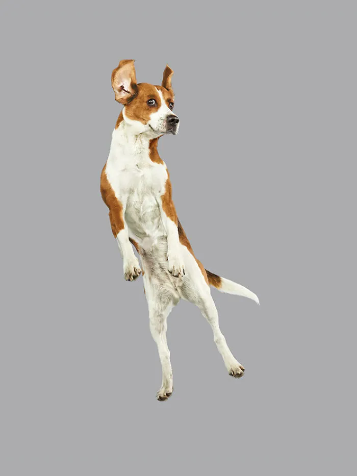 Fun Portraits Of Flying Dogs By A German Photographer