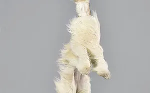Fun Portraits Of Flying Dogs By A German Photographer