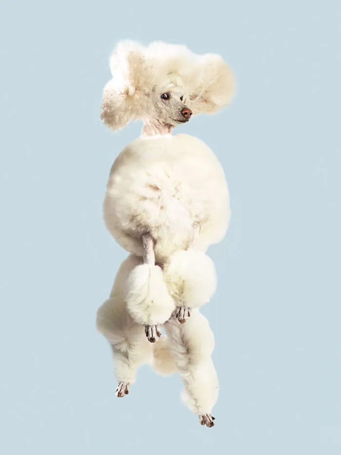 Fun Portraits Of Flying Dogs By A German Photographer