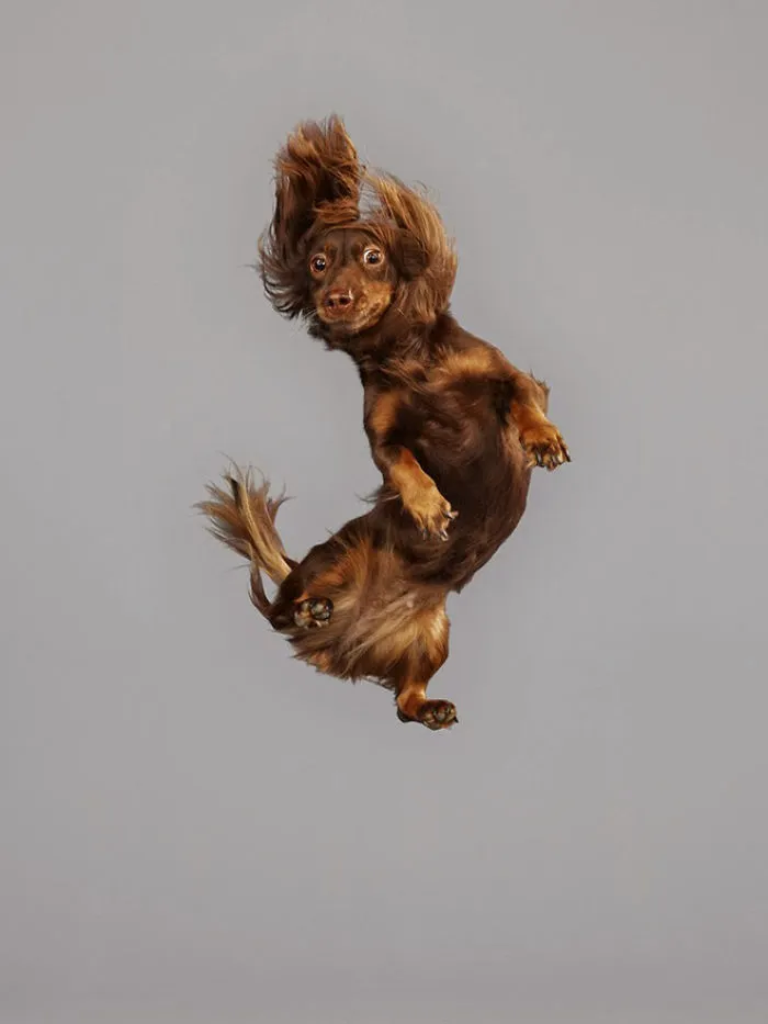 Fun Portraits Of Flying Dogs By A German Photographer