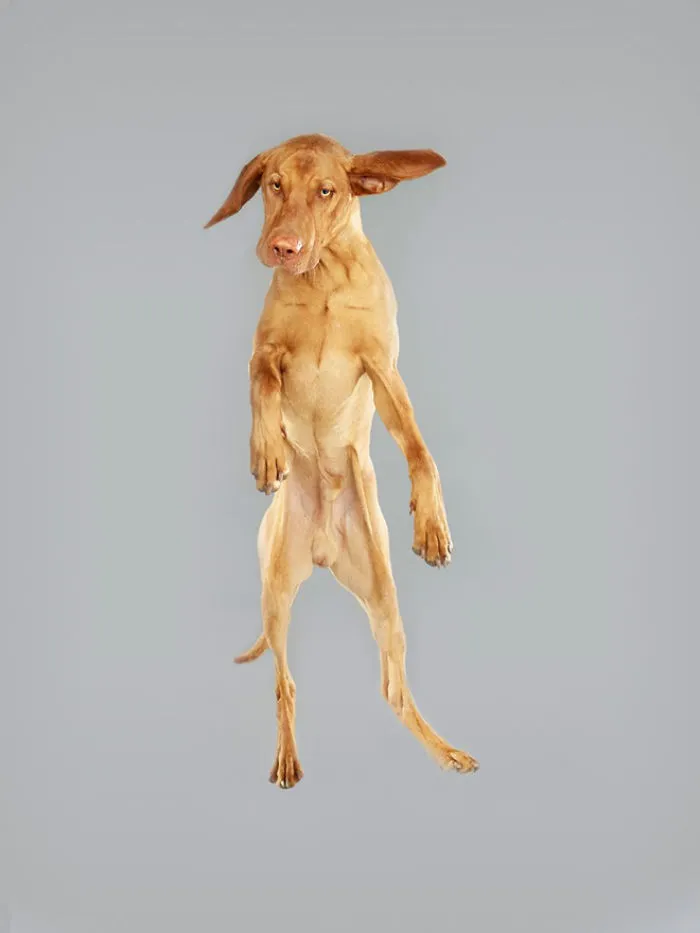 Fun Portraits Of Flying Dogs By A German Photographer