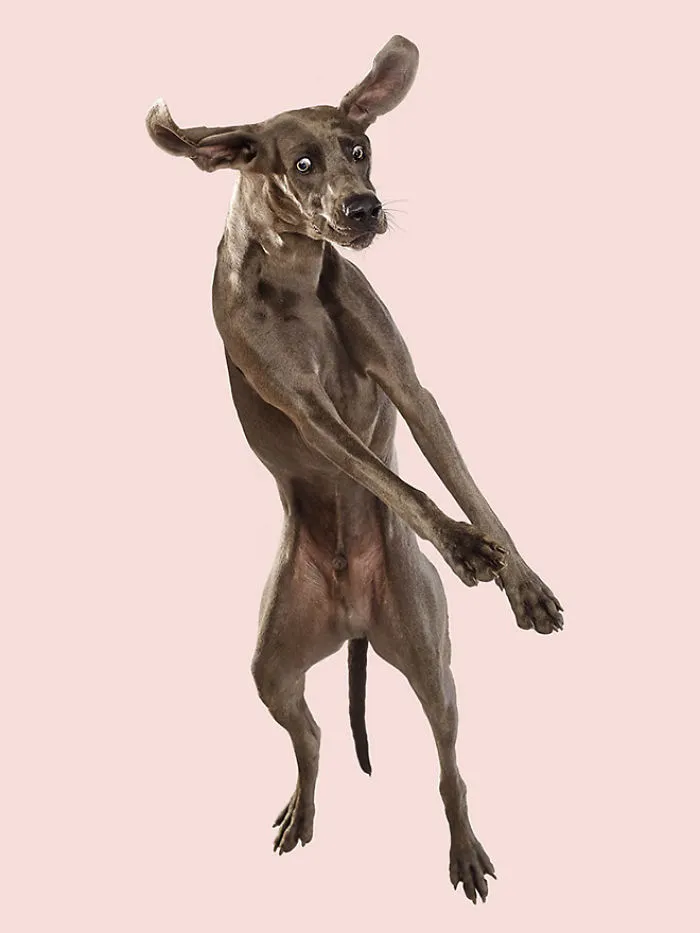 Fun Portraits Of Flying Dogs By A German Photographer