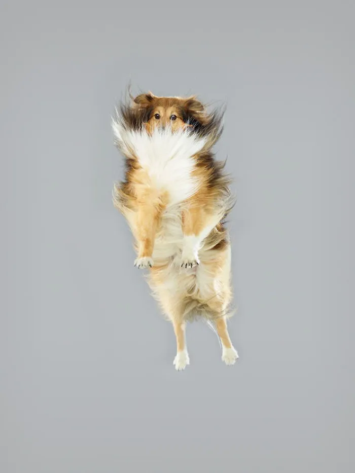 Fun Portraits Of Flying Dogs By A German Photographer