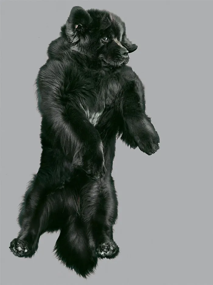 Fun Portraits Of Flying Dogs By A German Photographer