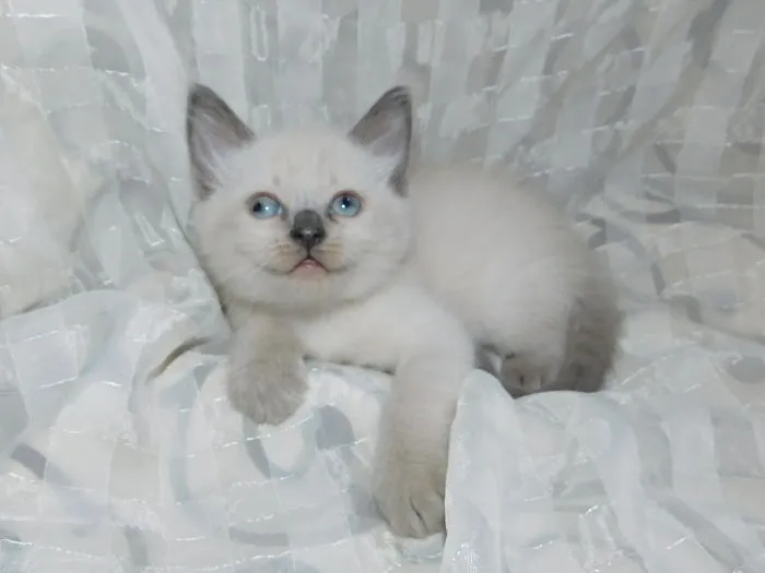 "Googlee" The Google Eyed Kitten
