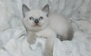 Hi. My Name Is "Googlee" The Googly Eyed Kitten