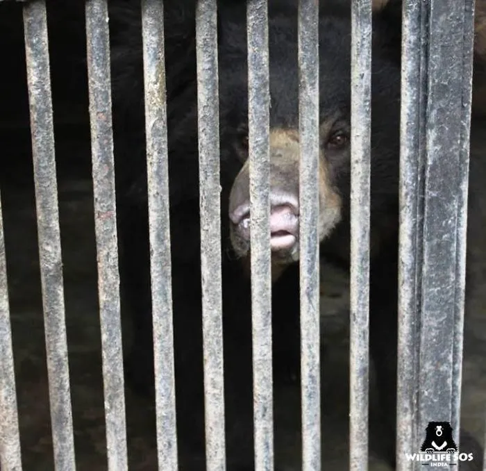 Ex-Dancing Bear Rangila's Journey To Freedom From Nepal To India!