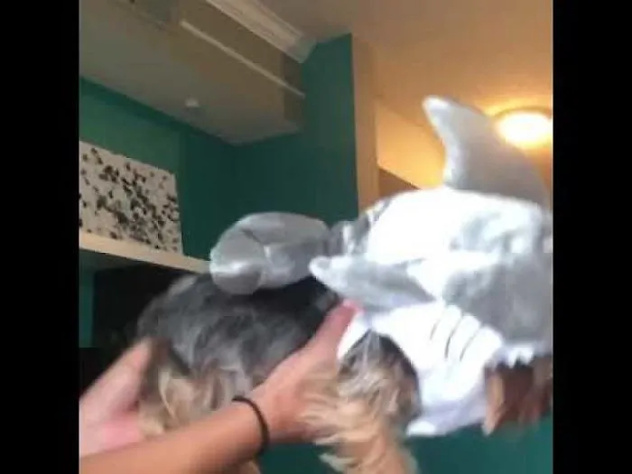 Baby Shark