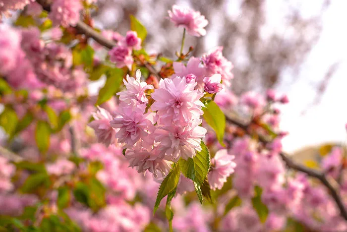 Tenderness Of The Spring Blossom
