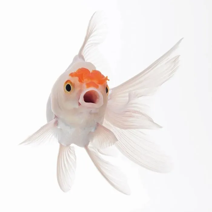 This Thai Photographer Captures Aquarium Fish Like No Other