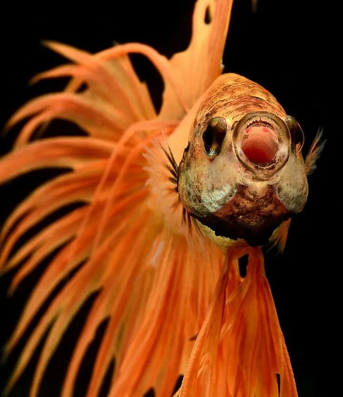 This Thai Photographer Captures Aquarium Fish Like No Other