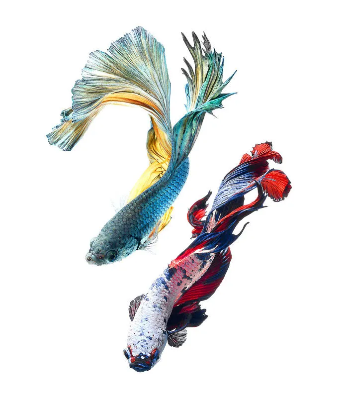 This Thai Photographer Captures Aquarium Fish Like No Other