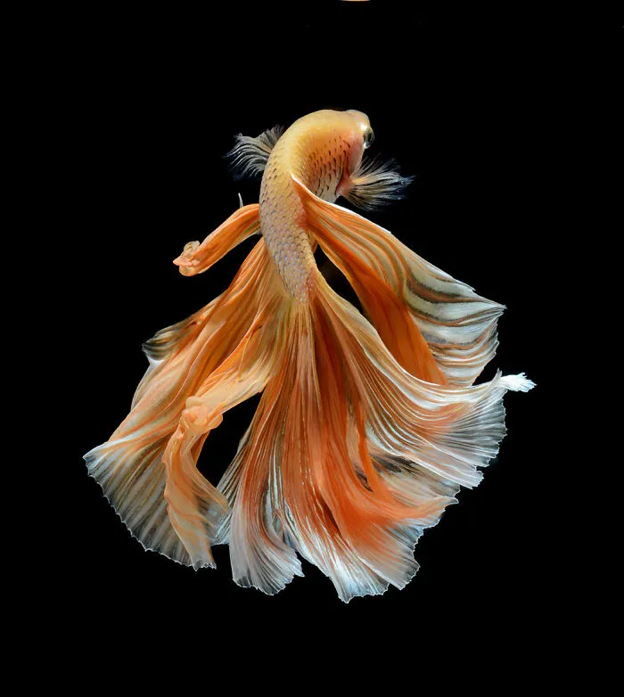 This Thai Photographer Captures Aquarium Fish Like No Other