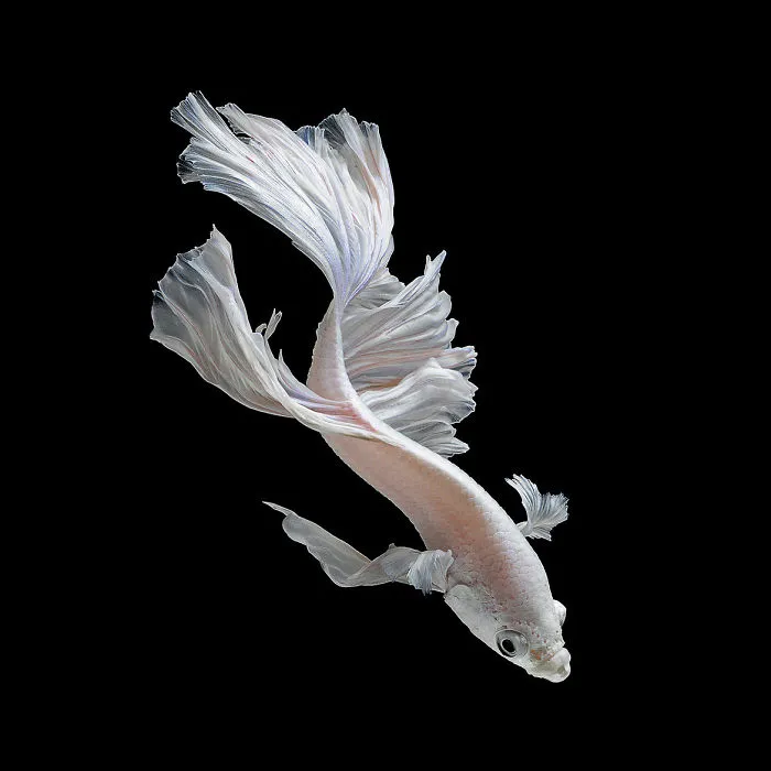 This Thai Photographer Captures Aquarium Fish Like No Other