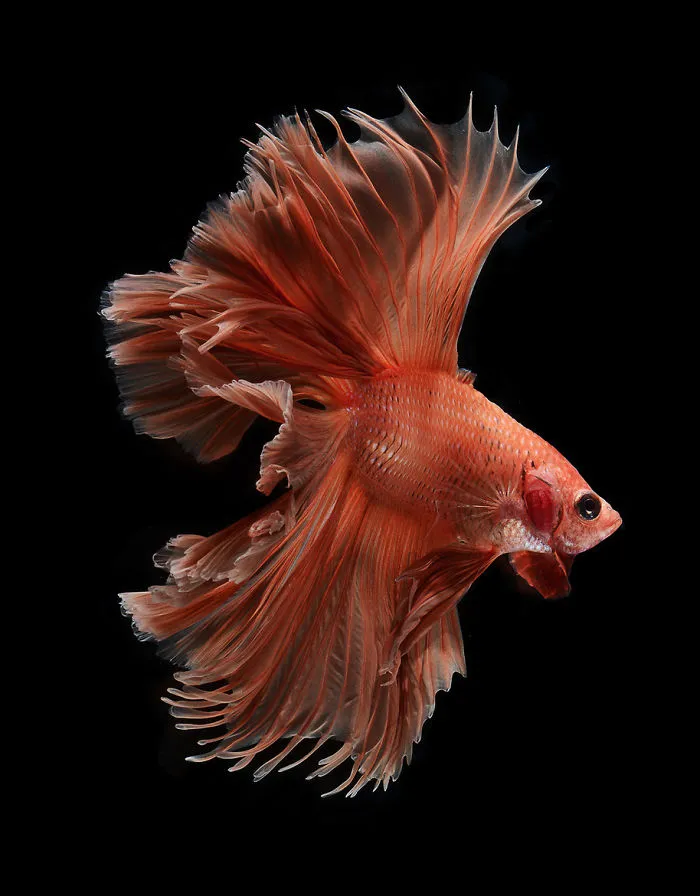 This Thai Photographer Captures Aquarium Fish Like No Other
