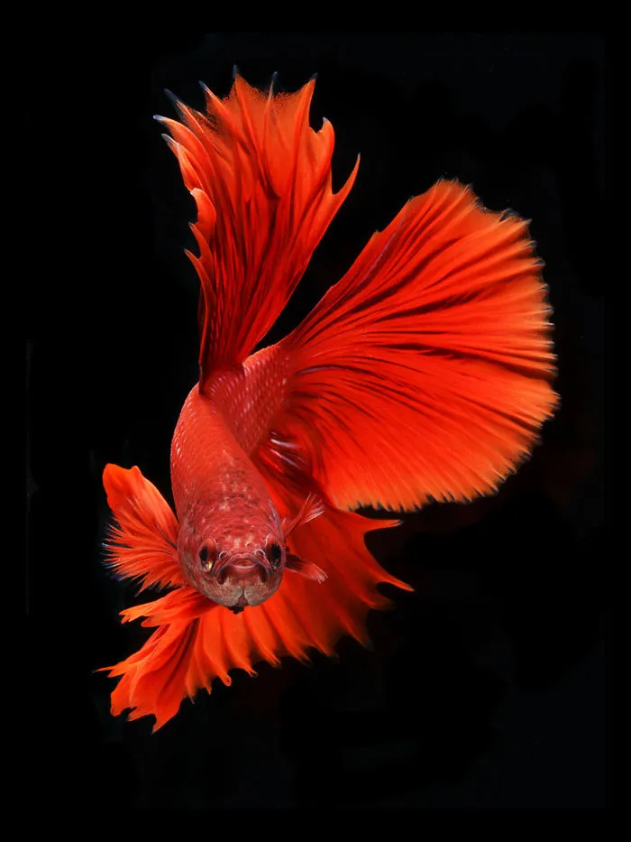Este fotógrafo tailandés capta los peces de acuario como nadie