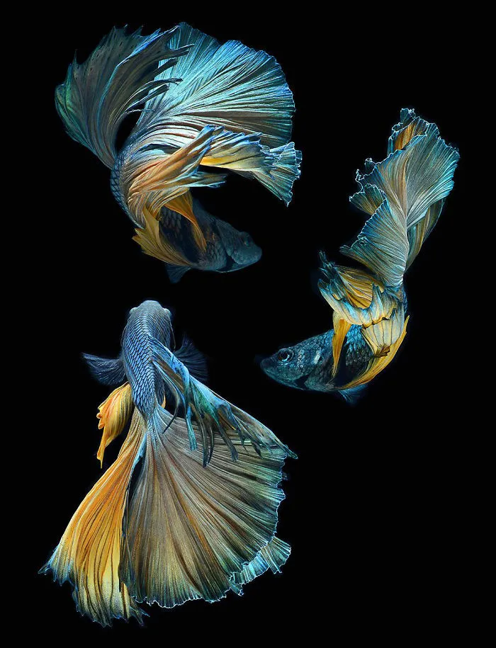 This Thai Photographer Captures Aquarium Fish Like No Other