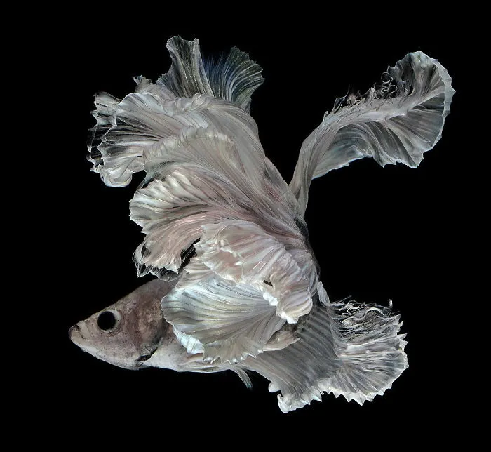 This Thai Photographer Captures Aquarium Fish Like No Other