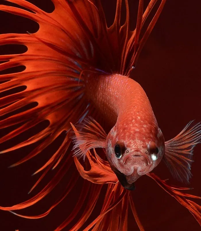 This Thai Photographer Captures Aquarium Fish Like No Other