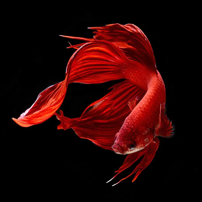 This Thai Photographer Captures Aquarium Fish Like No Other
