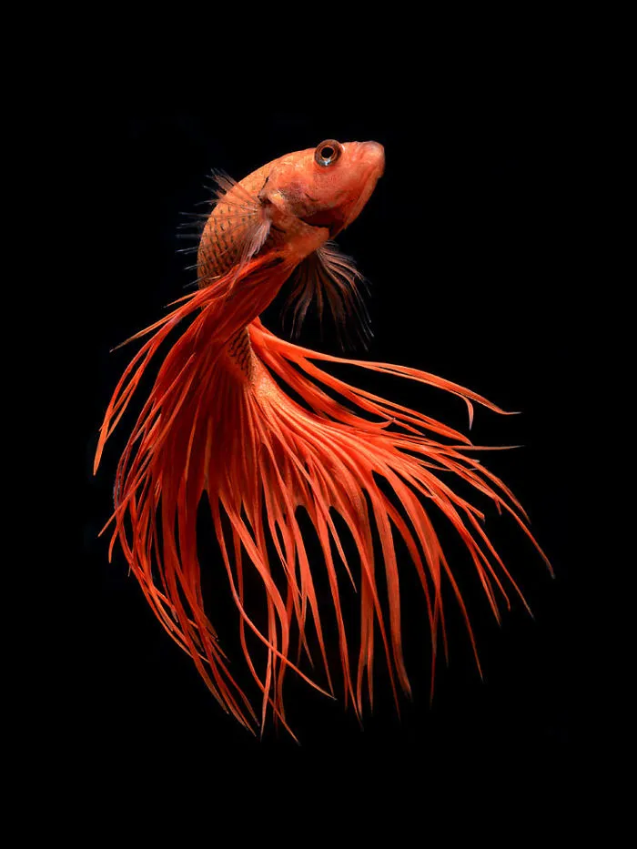 This Thai Photographer Captures Aquarium Fish Like No Other