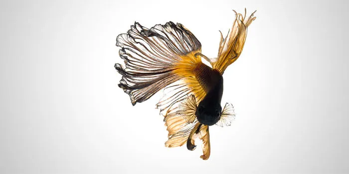 This Thai Photographer Captures Aquarium Fish Like No Other